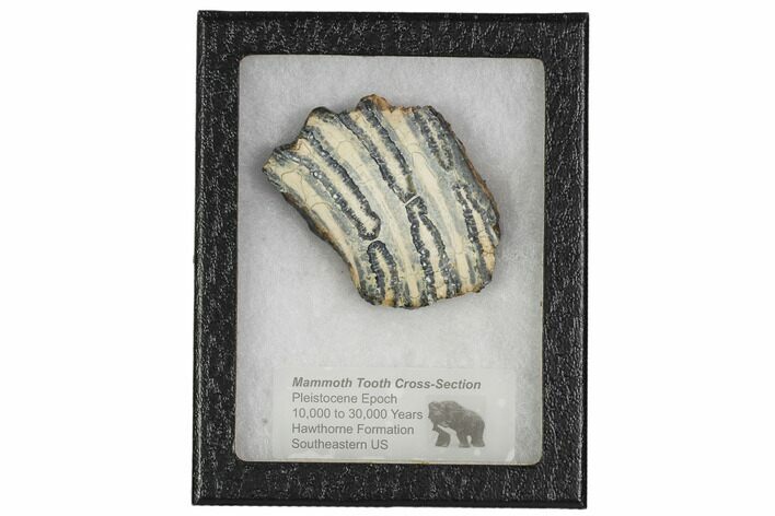 Mammoth Molar Slice With Case - South Carolina #106430